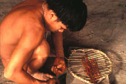 Yanomami preparing hallucinogenic snuff.