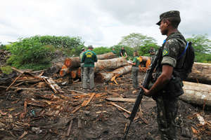 More than six months after the Brazilian army moved in to tackle illegal logging outside the land of the Awá, the Brazilian government has now started a major ground operation to evict illegal invaders from inside the Awá's land.