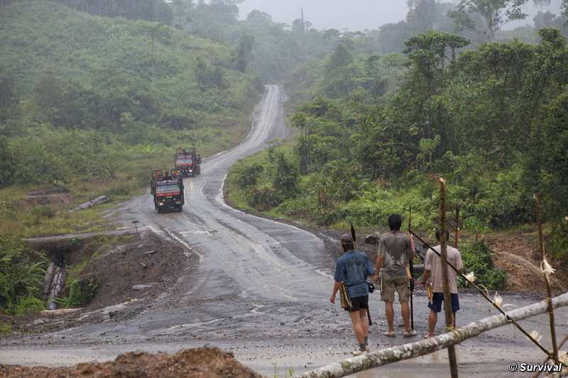 Penan armed with blowpipes block road as Shin Yang logging trucks approach.