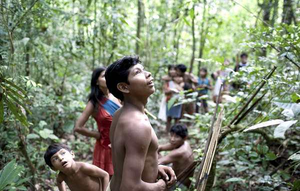 Os Awá são uma das últimas tribos de caçadores-coletores nômades da Amazônia. Eles dependem da floresta para sua sobrevivência.