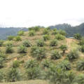 Plantation de palmiers à huile dans une zone récemment déboisée, Sarawak. &copy; M Ross/ Survival