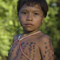Severa seca atingiu partes da floresta amazônica, lar de centenas de povos indígenas como os Yanomami. &copy; Fiona Watson/Survival