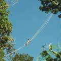 A Palawan climbing an aerial bridge made of rattan canes to reach a ginuqu tree canopy. &copy; Dario Novellino