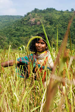 A Dongria Kondh woman picks millet in Niyamgiri, India