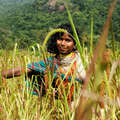 A Dongria Kondh woman picks millet in Niyamgiri, India &copy; Toby Nicholas/Survival