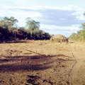 An Ayoreo-Totobiegosode communal house discovered when a road was bulldozed through their land. © Survival