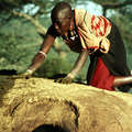 Une femme maasai étend une couche de bouse fraîche de vache sur le toit de sa hutte. Une fois durcie, elle fournit un toit résistant à l'eau et une structure rigide. &copy; Adrian Arbib/Survival