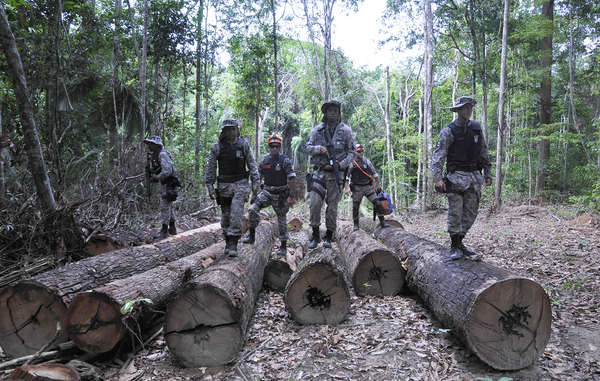 The Brazilian authorities have completed the first stage of their operation to remove illegal loggers and ranchers from Awá land.
