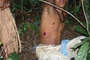 Braz-tut-cimi-_lr_08_thumb