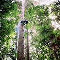 Pygmies depend on the varied resources that they skilfully source from the forest. &copy; Kate Eshelby/Survival