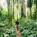 Lush forests are key to the Pygmy sense of identity. Their land informs their culture and provides their livelihood. &copy; Kate Eshelby/Survival