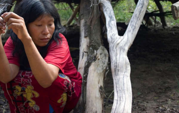 La destruction de la forêt des Ayoreo pour l'élevage de bœuf menace de décimer la tribu isolée des Ayoreo-totobiegosode.