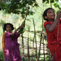 Dongria Kondh children swing from a tree in Niyamgiri, Orissa &copy; Toby Nicholas/Survival