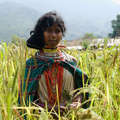 Mujer dongria kondh mientras recolecta mijo en Niyamgiri, India.  <small>&copy; Toby Nicholas/Survival</small>