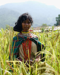 Dongria Kondh woman picking millet in Niyamgiri, India