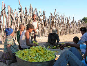 Many Bushmen are forced to rely on watermelons for vital fluid because of lack of access to boreholes on their ancestral land