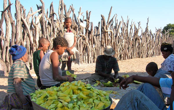  Muchos bosquimanos se ven abocados a depender del líquido de los melones para hidratarse ante la falta de acceso a pozos en su tierra ancestral.