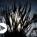 'Ongecontacteerde Chaco' &copy; Survival