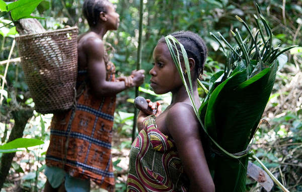 Tribes like the Baka have lived by hunting and gathering in the rainforests of central Africa for generations, but their lives are under threat.