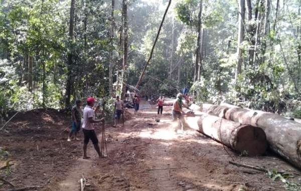 Ka'apor Indians have formed an indigenous 'army' to combat illegal logging in their forest