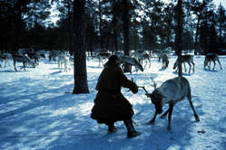 Khanty lassoing reindeer for sleigh, Siberia 1992
