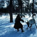 Un Khanty utilise un lasso sur un renne, Sibérie 1992.

 &copy; Jürg Gasche/Survival
