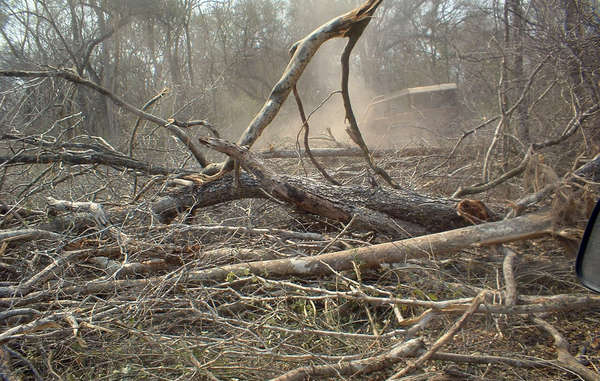 "El Chaco está siendo deforestado rápidamente, lo que pone en riesgo a los ayoreos no contactados."