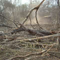 Much of the Ayoreo Totobiegosode land is being deforested, Paraguay. &copy; <span class="caps">GAT</span>/Survival
