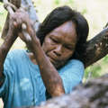 Ibore, een Totobieogosode-vrouw, gebruikt een traditionele bijl om een bijenkorf te openen, Paraguay. &copy; Ruedi Suter/Survival