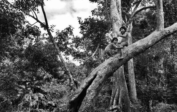 Sebastião Salgado's stunning images of the Awá tribe in Brazil's Amazon rainforest, taken in 2013, will be showcased in the Rainforest Biome of the Eden Project in Cornwall, UK. The Awá are finding it increasingly difficult to hunt game in the forest, and have been brutally attacked by loggers while out hunting.