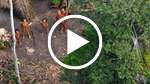 Uncontacted tribe: extraordinary aerial footage