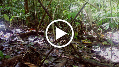 Uncontacted-tribes-peru-thumb_460_wide_play