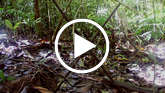 Uncontacted-tribes-peru-thumb_widescreen_small_play