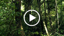 Uncontacted-forest-thumb_widescreen_medium_small_play