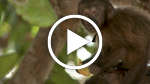Awá Pets (Portuguese)