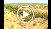 Aborigine-01-02-thumb_widescreen_small_play