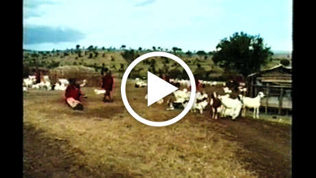 Maasai-thumb_460_wide_play