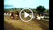 Aborigines meet the Maasai