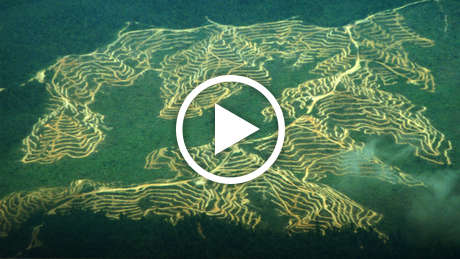 Penan-intro-thumb_460_wide_play