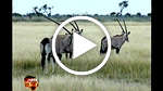 The Eviction of the Bushmen
