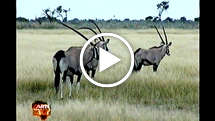 Carte-blanche-bushmen-thumb_widescreen_medium_small_play