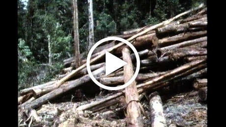 Sarawak-natives-thumb_460_wide_play