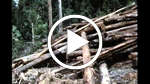 Roadblocks and Chainsaws