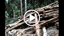 Sarawak-natives-thumb_widescreen_medium_small_play