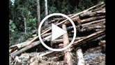 Sarawak-natives-thumb_widescreen_small_play