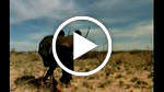 The Bushmen a special report