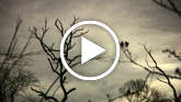 Rio-preto-thumb_widescreen_small_play