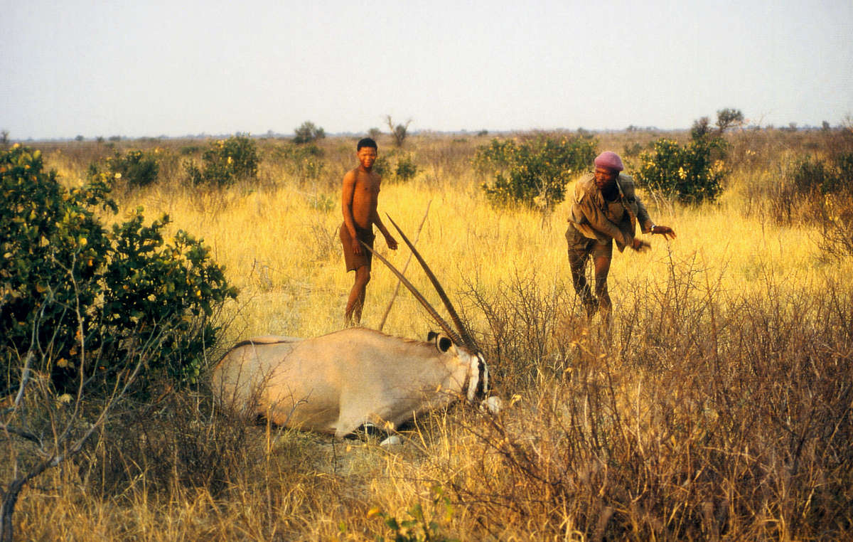 The Bushmen have been criminalized for hunting to feed their families by the Botswana government.