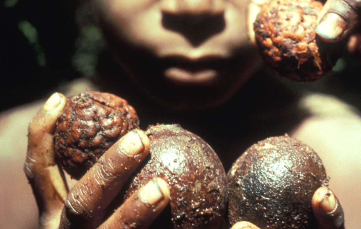Un jeune yali portant des graines, Papouasie.