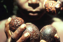 Un jeune yali portant des graines, Papouasie.